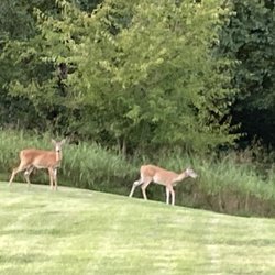 Dear are plentiful at dusk. The kids would love this.