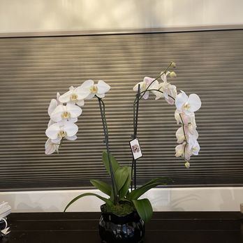 Amore Dolce Flowers - Gorgeous Orchids. Thank you Amore Dolce. - Florists Near Me - Whittier, California Amore Dolce Flowers - Gorgeous Orchids. Thank you Amore Dolce. - Florists Near Me - Whittier, California