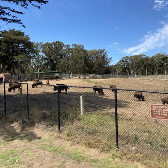 Bison Paddock - Parks Near Me - San Francisco, California Bison Paddock - Parks Near Me - San Francisco, California
