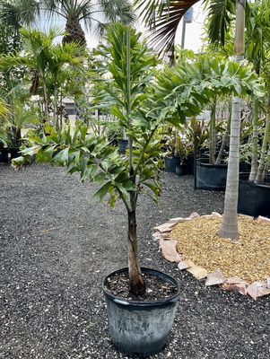 Fruit Collections - Nursery is open to the public. Stop by and speak to an expert today on how you can bring your backyard alive again. Fruit Collections - Nursery is open to the public. Stop by and speak to an expert today on how you can bring your backyard alive again.