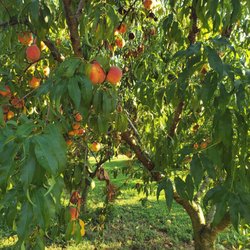 Miss Angel's Farm - Peach Trees.