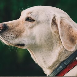 Wade Veterinary Services - Call Wade Veterinary Services today!
