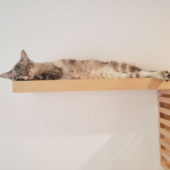 KitTea - Pet Adoption Near Me - San Francisco, California