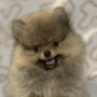 Tiny Pom Paws