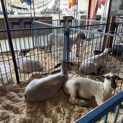 Shasta District Fair & Event Center