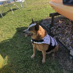 Periwinkle Environmental Boat Rentals - Take your pet for a paddle