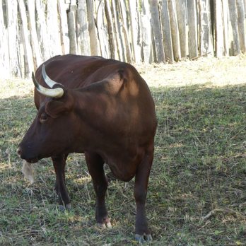 Plimoth Patuxet Museums - Bull - Museums Near Me - Plymouth, Massachusetts Plimoth Patuxet Museums - Bull - Museums Near Me - Plymouth, Massachusetts