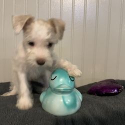 Texas Miniature Schnauzer Puppies