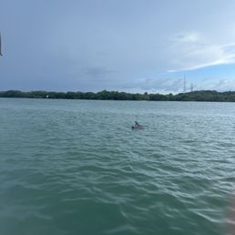 Dolphins (2)