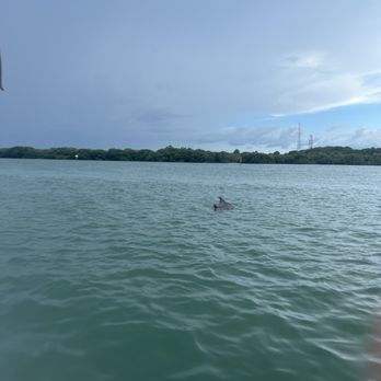 Island Ferry St Pete Beach - Dolphins (2) - Rafting/Kayaking Near Me - Tierra Verde, Florida