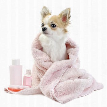 Grooming By Lisa - Pet Groomers Near Me - Pottstown, Pennsylvania Grooming By Lisa - Pet Groomers Near Me - Pottstown, Pennsylvania