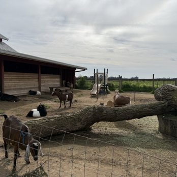 Spenker Winery - Goats - Wineries Near Me - Lodi, California