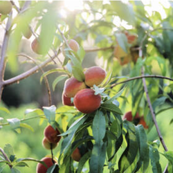 Wet Hammock Farm