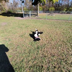 Cedar Springs Dog Park