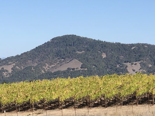 North Sonoma Mountain Regional Park by null