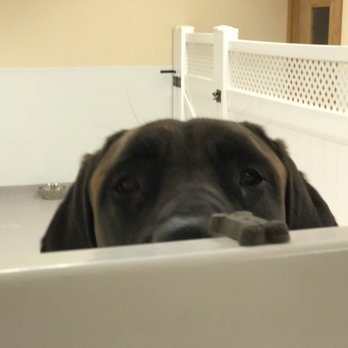 Carrabassett Veterinary Services - Rosie - Veterinarians Near Me - Kingfield, Maine
