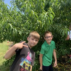 Shady Brook Peaches