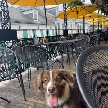 Cornet - Dog friendly balcony! - Cocktail Bars Near Me - New Orleans, Louisiana Cornet - Dog friendly balcony! - Cocktail Bars Near Me - New Orleans, Louisiana