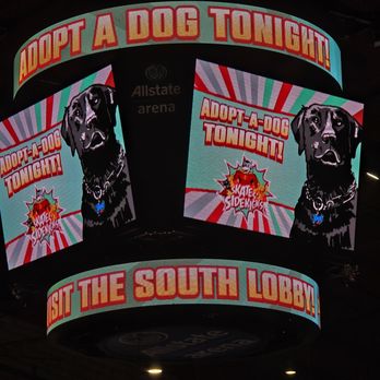 Chicago Wolves - Amateur Sports Teams Near Me - Rosemont, Illinois