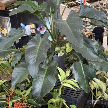 Koolau Farmers - Home & Garden Near Me - Kaneohe, Hawaii