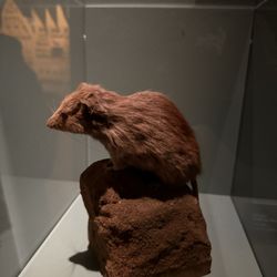 Musée Zoologique