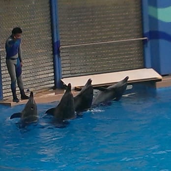 香港海洋公園 - Aquariums Near Me - Hong Kong, HK