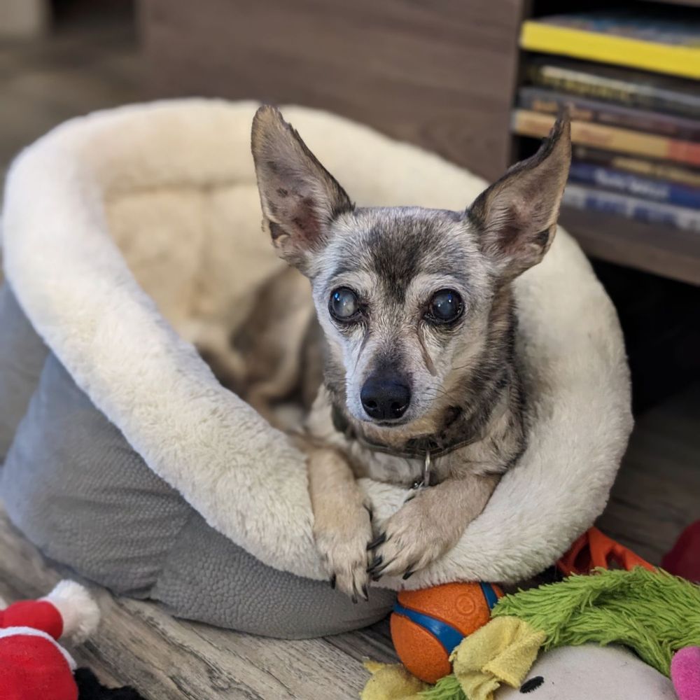 Western Wag - pet boarding facility in Chicago, IL
