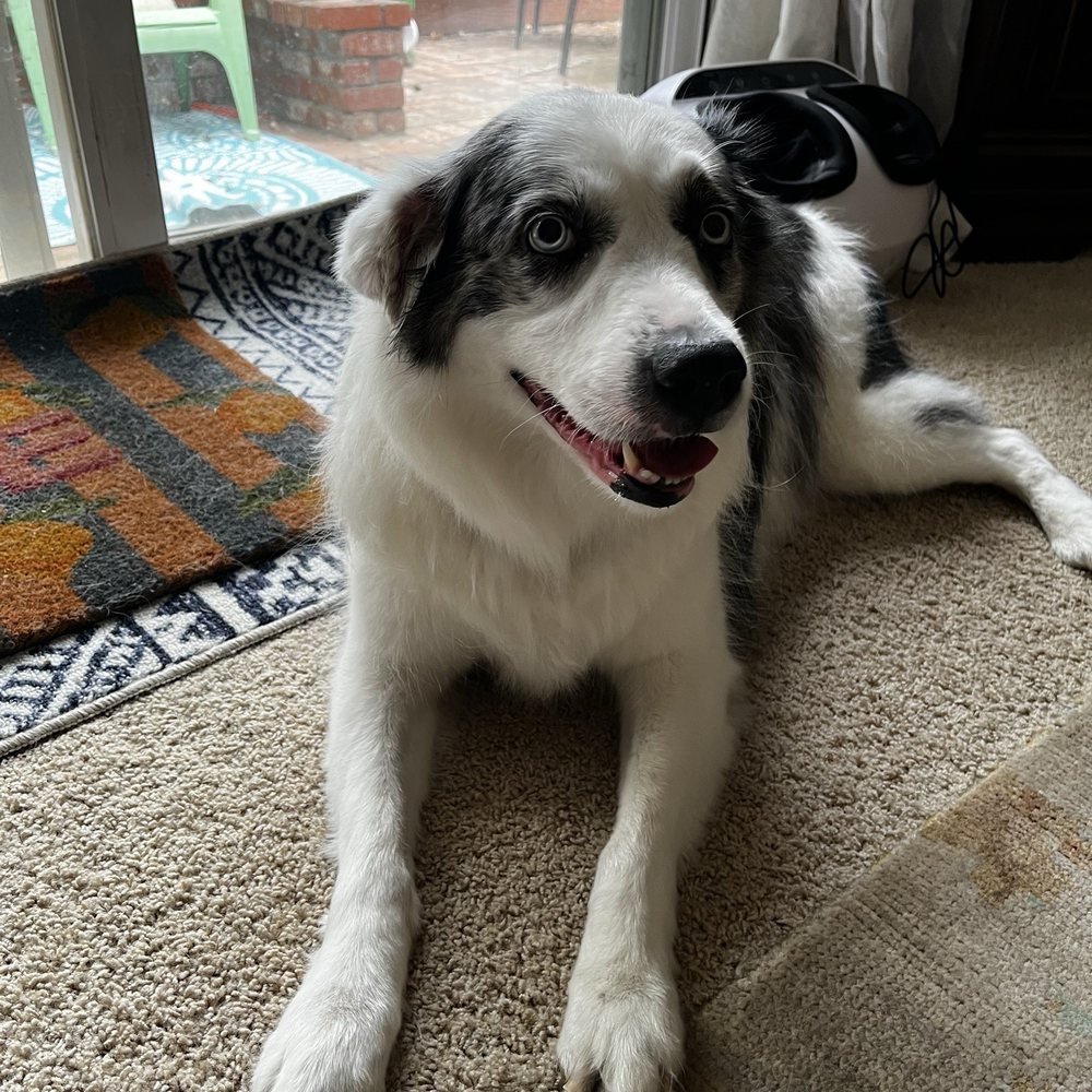 Glow Grooming Mobile - Happy newly groomed Harper ! - Pet Groomers Near Me - Brentwood, California Glow Grooming Mobile - Happy newly groomed Harper ! - Pet Groomers Near Me - Brentwood, California