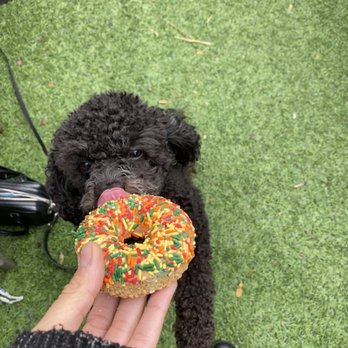 Bar Siena - Dog donut - Italian Near Me - Chicago, Illinois