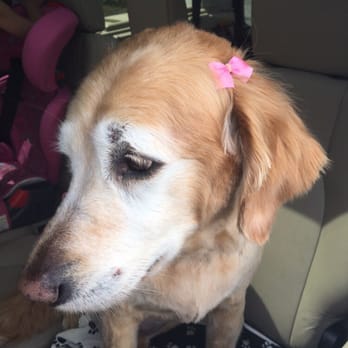 Style Unleashed - Our 10 year old Golden after her haircut - Pet Groomers Near Me - Barrington, Rhode Island