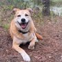 Photo of Heaven at Home Pet Hospice