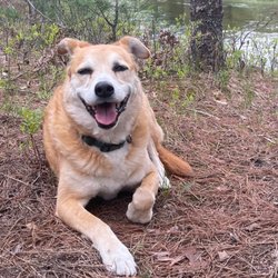 Heaven at Home Pet Hospice