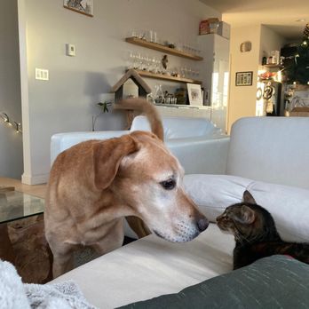 Fur Babies House & Pet Sitting - Meeting their kind dog for the first time! - House Sitters Near Me Fur Babies House & Pet Sitting - Meeting their kind dog for the first time! - House Sitters Near Me