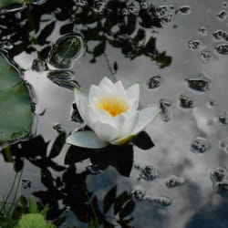 Alter Botanischer Garten Göttingen der Universität Göttingen - Finde den Frosch 07/2016