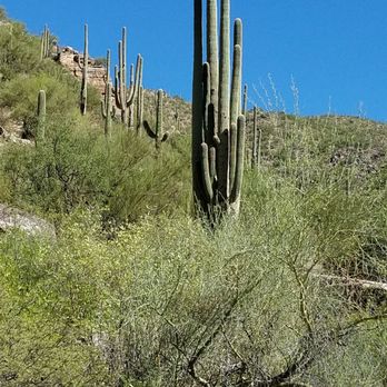 Sabino Canyon - View from the sabino canyon tram - Parks Near Me - Tucson, Arizona