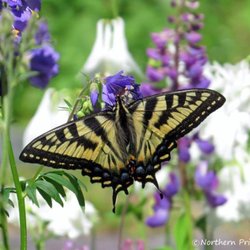 Northern Pride Lodge & Campground - Swallowtail