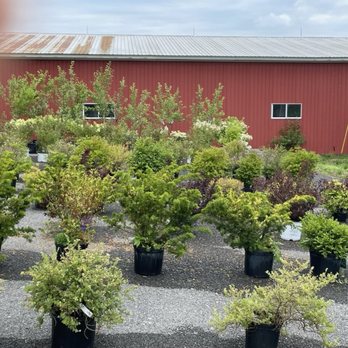 Alcott's Garden Center - Are bushes for sale - Nurseries & Gardening Near Me - Waterville, New York Alcott's Garden Center - Are bushes for sale - Nurseries & Gardening Near Me - Waterville, New York