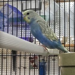 Fishy Business - Parakeet