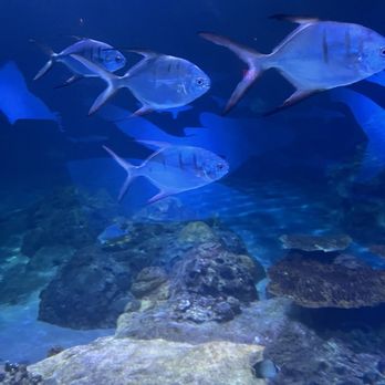 Six Flags Discovery Kingdom - Fish - Amusement Parks Near Me - Vallejo, California Six Flags Discovery Kingdom - Fish - Amusement Parks Near Me - Vallejo, California