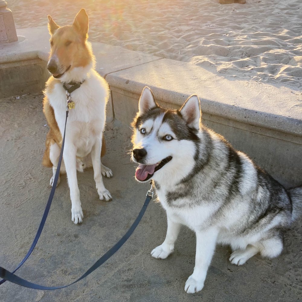 Robin Roy Dog Training - My 5-year-old rescue husky (right) has made amazing progress in Robin Roy's group obedience classes! - Pet Training Near Me Robin Roy Dog Training - My 5-year-old rescue husky (right) has made amazing progress in Robin Roy's group obedience classes! - Pet Training Near Me