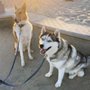 Photo of Robin Roy Dog Training