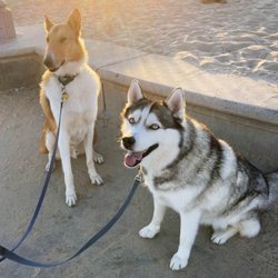 Robin Roy Dog Training - My 5-year-old rescue husky (right) has made amazing progress in Robin Roy's group obedience classes!