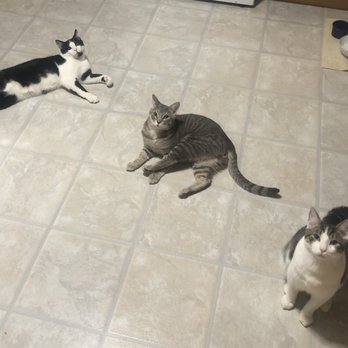 Prevent A Litter Veterinary Hospital - Neutered Tuesday and back to 100% by Thursday!!  100% mischief! - Veterinarians Near Me - Richmond, Virginia