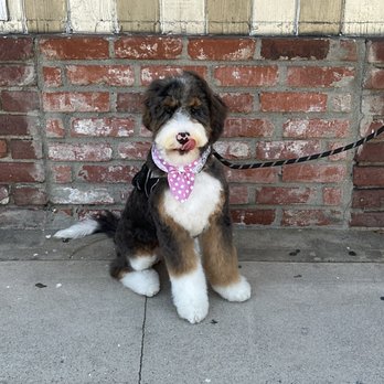 Pet Haven Grooming - Pet Groomers Near Me - Burbank, California Pet Haven Grooming - Pet Groomers Near Me - Burbank, California