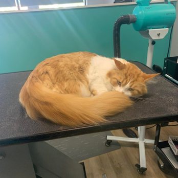 The Pristine Pet Spa - We groom cats too! - Pet Groomers Near Me - Cincinnati, Ohio The Pristine Pet Spa - We groom cats too! - Pet Groomers Near Me - Cincinnati, Ohio