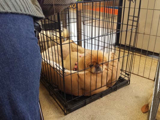 Unleashed by Petco by null