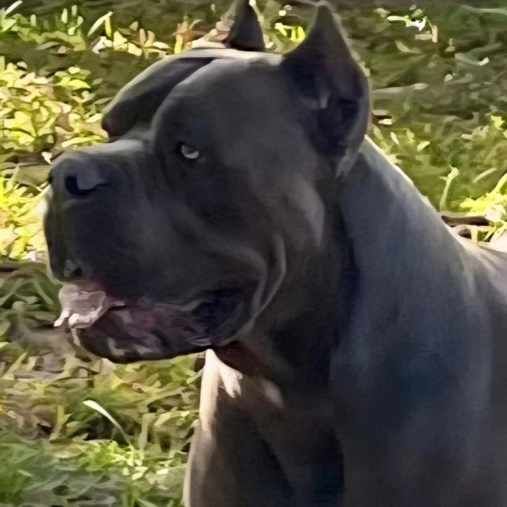 4 Paws Pet Clinic - DozR - Veterinarians Near Me - Yulee, Florida 4 Paws Pet Clinic - DozR - Veterinarians Near Me - Yulee, Florida