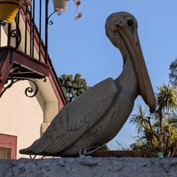 Rancho Los Alamitos - Pelican by the entrance to the Secret Garden