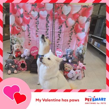 PetSmart - Valentine's Day photo shoot - Pet Training Near Me - Federal Way, Washington PetSmart - Valentine's Day photo shoot - Pet Training Near Me - Federal Way, Washington