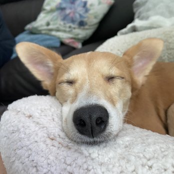 Camp Bow Wow - Wiped out from an overnight stay at camp! - Pet Boarding Near Me - Phoenix, Arizona